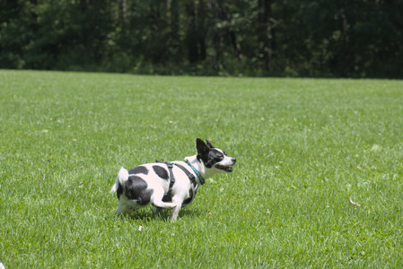 20250622_Dog park and Dog Park Again__DSC0027_.jpg