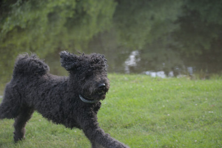 20250622_Dog park and Dog Park Again__DSC0030 (1)_.jpg