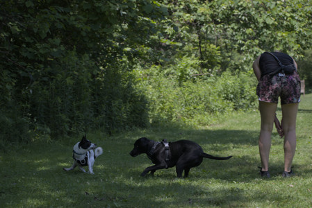 20250622_Dog park and Dog Park Again__DSC0031_.jpg