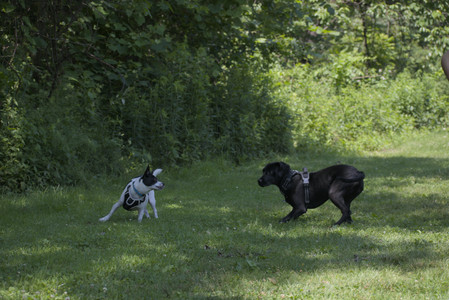 20250622_Dog park and Dog Park Again__DSC0032_.jpg