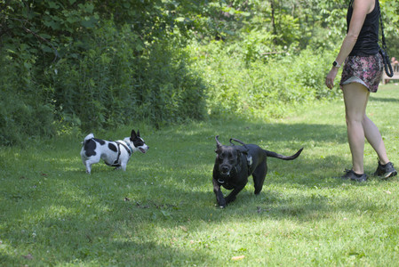 20250622_Dog park and Dog Park Again__DSC0037_.jpg