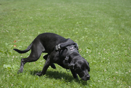 20250622_Dog park and Dog Park Again__DSC0038_.jpg