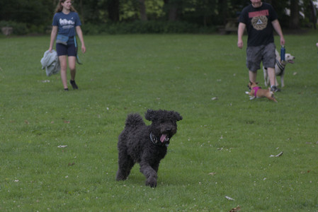 20250622_Dog park and Dog Park Again__DSC0040 (1)_.jpg