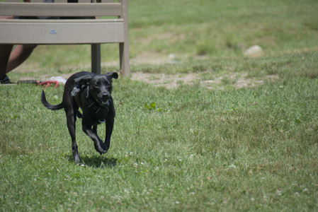 20250622_Dog park and Dog Park Again__DSC0040_.jpg