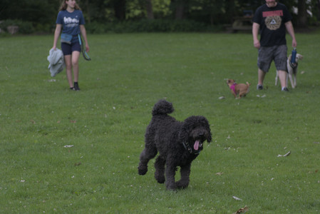 20250622_Dog park and Dog Park Again__DSC0041 (1)_.jpg