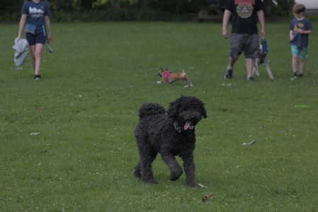 20250622_Dog park and Dog Park Again__DSC0042 (1)_.jpg