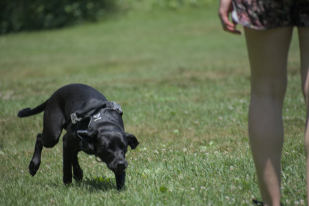 20250622_Dog park and Dog Park Again__DSC0042_.jpg