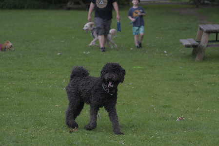 20250622_Dog park and Dog Park Again__DSC0043 (1)_.jpg