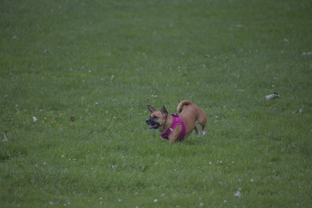 20250622_Dog park and Dog Park Again__DSC0050 (1)_.jpg