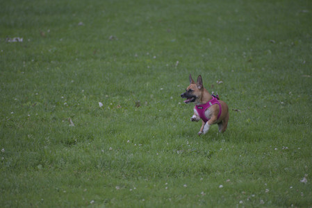 20250622_Dog park and Dog Park Again__DSC0051 (1)_.jpg
