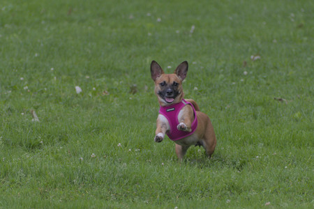 20250622_Dog park and Dog Park Again__DSC0053 (1)_.jpg