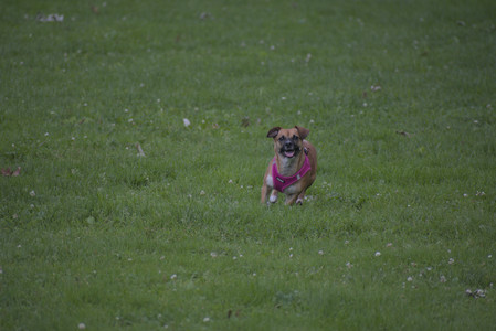 20250622_Dog park and Dog Park Again__DSC0054 (1)_.jpg