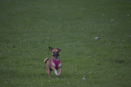 20250622_Dog park and Dog Park Again__DSC0055 (1)_.jpg