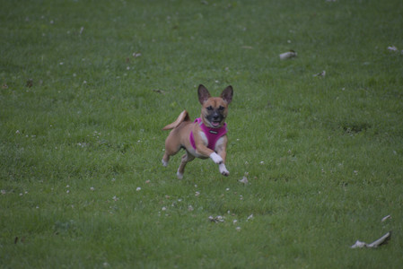 20250622_Dog park and Dog Park Again__DSC0056 (1)_.jpg