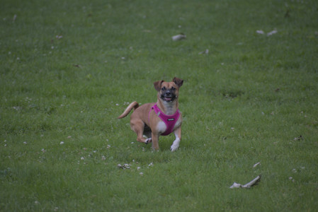 20250622_Dog park and Dog Park Again__DSC0057 (1)_.jpg