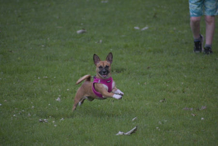 20250622_Dog park and Dog Park Again__DSC0058 (1)_.jpg