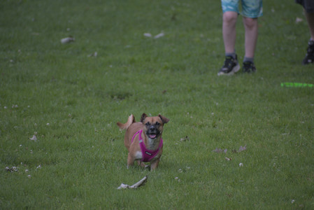 20250622_Dog park and Dog Park Again__DSC0059 (1)_.jpg