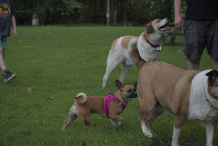20250622_Dog park and Dog Park Again__DSC0061 (1)_.jpg