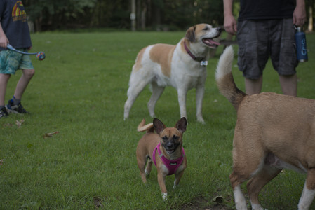 20250622_Dog park and Dog Park Again__DSC0064 (1)_.jpg