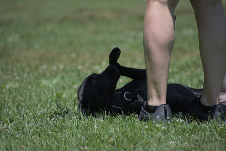 20250622_Dog park and Dog Park Again__DSC0064_.jpg