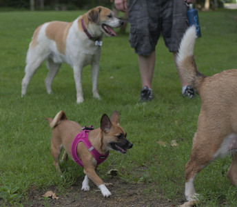 20250622_Dog park and Dog Park Again__DSC0066 (1)_.jpg