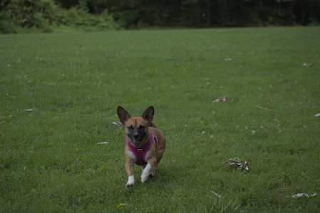 20250622_Dog park and Dog Park Again__DSC0067 (1)_.jpg