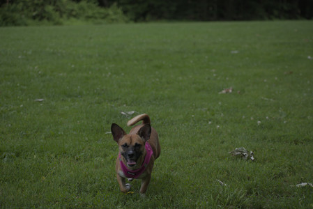 20250622_Dog park and Dog Park Again__DSC0068 (1)_.jpg