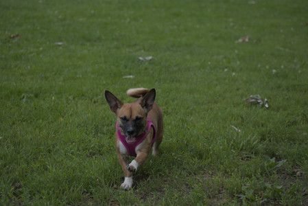 20250622_Dog park and Dog Park Again__DSC0069 (1)_.jpg