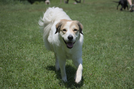 20250622_Dog park and Dog Park Again__DSC0069_.jpg