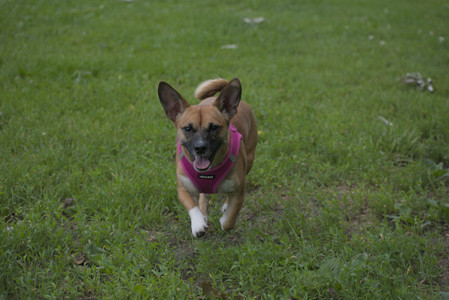 20250622_Dog park and Dog Park Again__DSC0070 (1)_.jpg