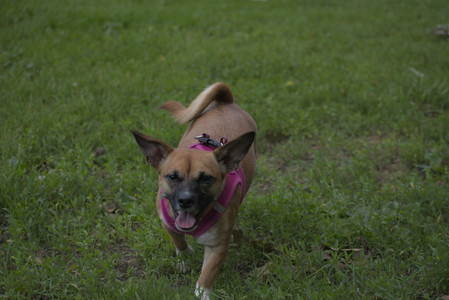 20250622_Dog park and Dog Park Again__DSC0071 (1)_.jpg