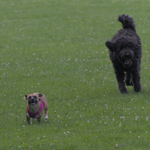 20250622_Dog park and Dog Park Again__DSC0072 (1)_.jpg