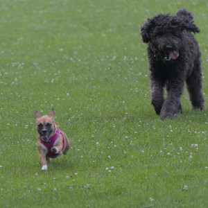 20250622_Dog park and Dog Park Again__DSC0073 (1)_.jpg