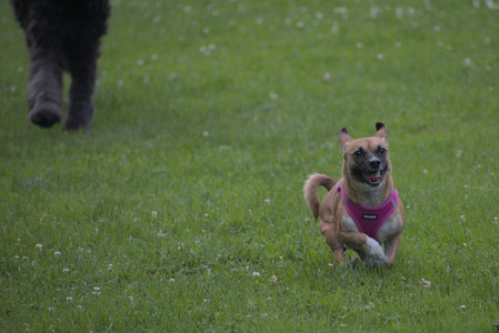 20250622_Dog park and Dog Park Again__DSC0079 (1)_.jpg