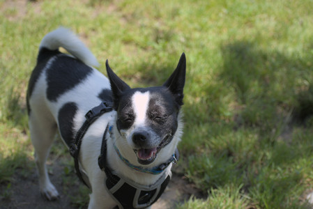 20250622_Dog park and Dog Park Again__DSC0079_.jpg