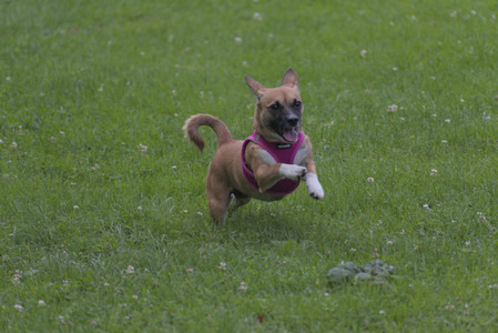 20250622_Dog park and Dog Park Again__DSC0080 (1)_.jpg