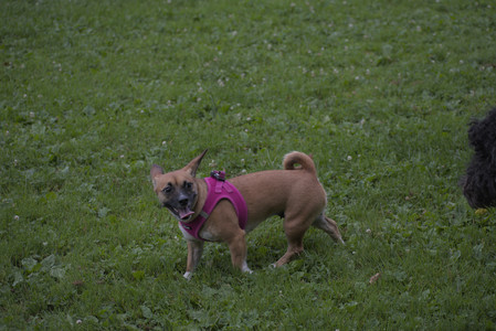 20250622_Dog park and Dog Park Again__DSC0087 (1)_.jpg