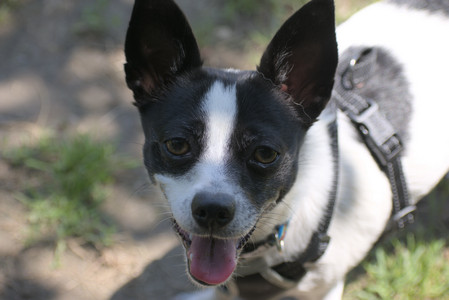 20250622_Dog park and Dog Park Again__DSC0088_.jpg