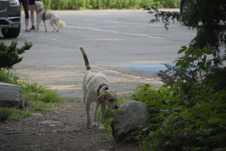 20250622_Dog park and Dog Park Again__DSC0090 (1)_.jpg