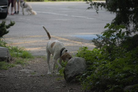 20250622_Dog park and Dog Park Again__DSC0091 (1)_.jpg