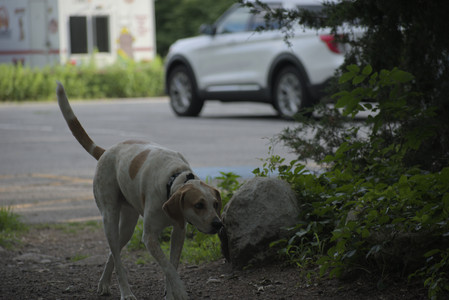 20250622_Dog park and Dog Park Again__DSC0092 (1)_.jpg