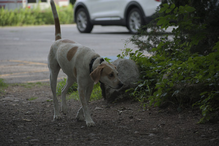 20250622_Dog park and Dog Park Again__DSC0093 (1)_.jpg