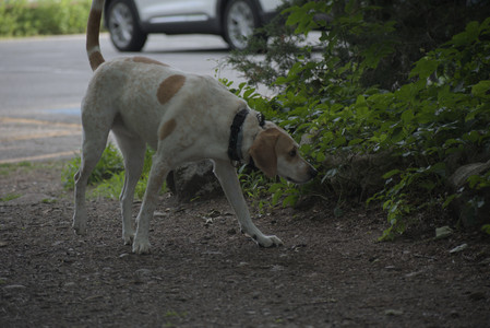 20250622_Dog park and Dog Park Again__DSC0094 (1)_.jpg