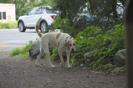 20250622_Dog park and Dog Park Again__DSC0095 (1)_.jpg