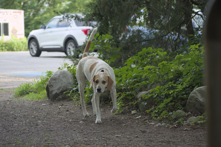 20250622_Dog park and Dog Park Again__DSC0097 (1)_.jpg