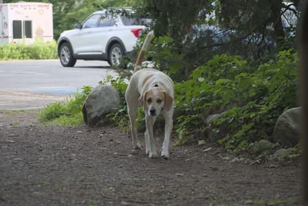 20250622_Dog park and Dog Park Again__DSC0098 (1)_.jpg