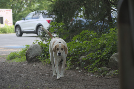 20250622_Dog park and Dog Park Again__DSC0099 (1)_.jpg