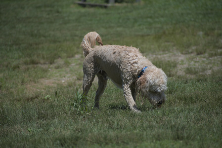 20250622_Dog park and Dog Park Again__DSC0101_.jpg