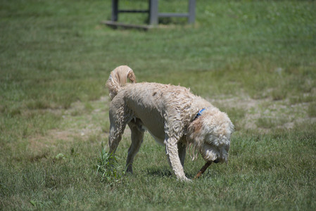 20250622_Dog park and Dog Park Again__DSC0103_.jpg