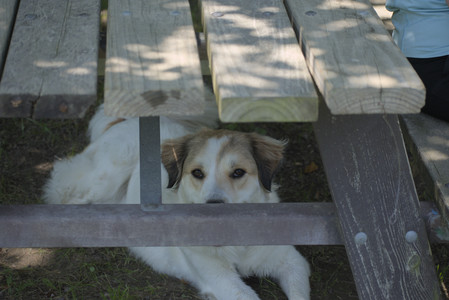 20250622_Dog park and Dog Park Again__DSC0132_.jpg